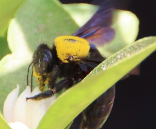 Xylocopa sp.